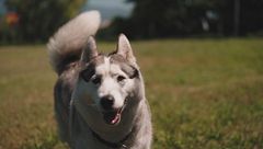 Lo scodinzolio dei cani