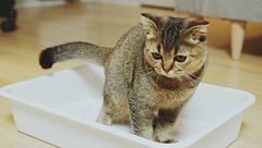 La convivenza tra cane e gatto