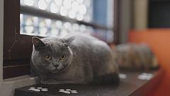 Come gestire le risorse con più gatti?