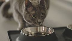 Perchè il mio gatto non mangia?