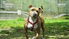 Bono - Adotta un Amico