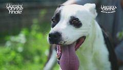 Sberla - Adotta un Amico