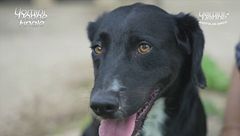 Martino - Adotta un Amico