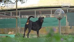 Teo - Adotta un Amico