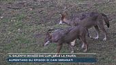 Il Salento invaso dai lupi, sale la paura