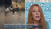 Animali selvatici nelle zone abitate, parla Michela Vittoria Brambilla