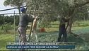 Il ministro Lollobrigida lancia la "leva agricola"