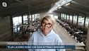Francesca, 82 mucche nel suo allevamento trevigiano