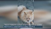 "Maui è tornato a casa", svolta nel caso di Acerra
