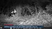 Lilly, l'esperimento di Quarto Grado nel boschetto