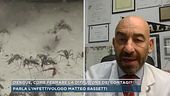 Dengue, come fermare la diffusione dei contagi ?