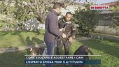 Come educare e addestrare i cani