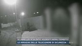 Allarme lupi in Salento, aggrediti animali domestici