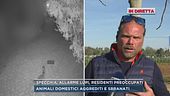 Specchia, allarme lupi, residenti preoccupati