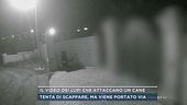 Il video dei lupi che attaccano un cane