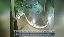 Il video dei lupi in un giardino in Salento