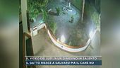 Il video dei lupi in un giardino in Salento