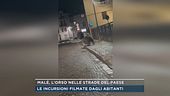 Malè, l'orso nelle strade del paese