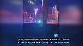 Licola, un leone si lancia contro la porta della gabbia