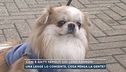 Cani e gatti sepolti coi loro padroni