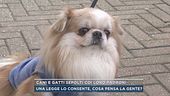 Cani e gatti sepolti coi loro padroni