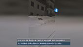La volpe rossa che si muove sulla neve