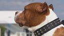 Bimba di 9 mesi uccisa dal pitbull di famiglia