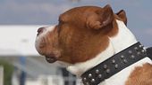 Bimba di 9 mesi uccisa dal pitbull di famiglia