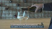 Il vino senza alcol, ecco come si fa