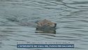 Giovane lupo caduto nel Naviglio vicino a Milano