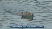 Giovane lupo caduto nel Naviglio vicino a Milano