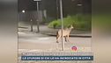 Milano, il lupo avvistato in piazza Abbiategrasso