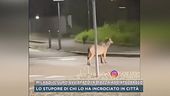 Milano, il lupo avvistato in piazza Abbiategrasso