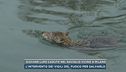 Giovane lupo caduto nel Naviglio vicino a Milano