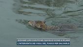 Giovane lupo caduto nel Naviglio vicino a Milano