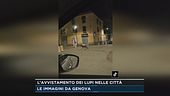 L'avvistamento dei lupi nelle città