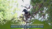 Cornacchie al giardino del Ghisello di Bologna