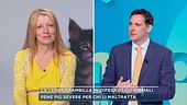La legge Brambilla in difesa degli animali