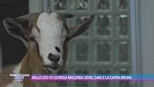 Nello zoo di Giorgia Malerba: oche, cani e la capra Bruno