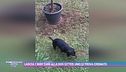 Lascia i suoi cani alla dog sitter, uno lo trova cremato