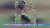 Lascia i suoi cani alla dog sitter, uno lo trova cremato