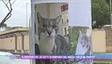 Il mistero dei 30 gatti scomparsi nel nulle: chi li ha rapiti?