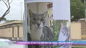 Il mistero dei 30 gatti scomparsi nel nulle: chi li ha rapiti?