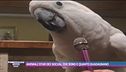 Animali star dei social: chi sono e quanto guadagnano
