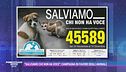 "Salviamo chi non ha voce": campagna in favore degli animali