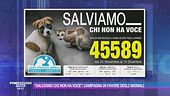"Salviamo chi non ha voce": campagna in favore degli animali