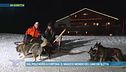 Dal Polo Nord a Cortina: il magico mondo dei cani da slitta