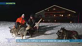 Dal Polo Nord a Cortina: il magico mondo dei cani da slitta