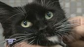 Seppellire gli animali domestici con i padroni: a Milano si può