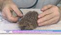 Cuneo, nella clinica per salvare i ricci: 300 piccoli pazienti